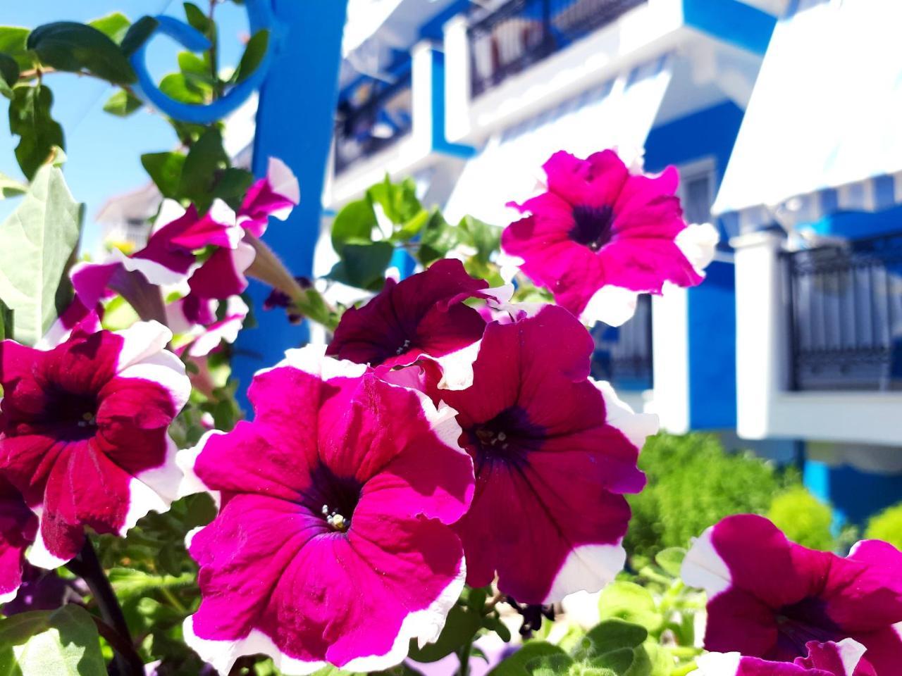 Zante Dahlia Hotel Laganas Exterior photo